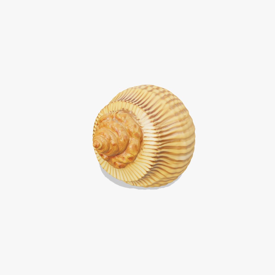 Elegant Seashell model pack